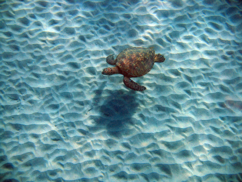 Closeup of a mature green sea turtle on the beach