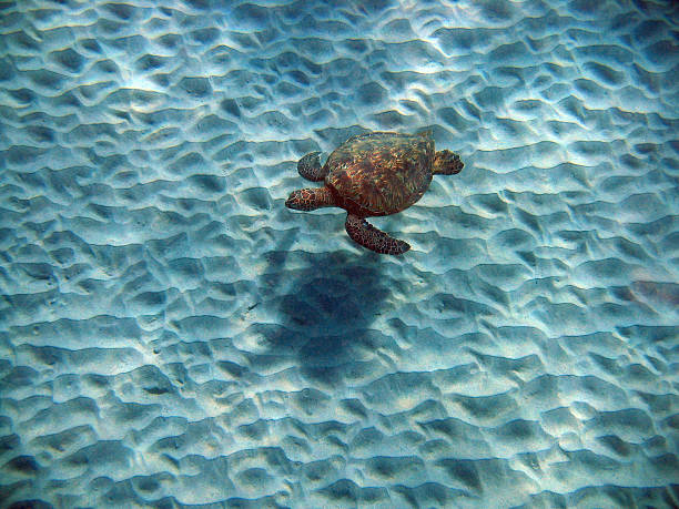 Sea Turtle Swimming Underwater  sea turtle underwater stock pictures, royalty-free photos & images