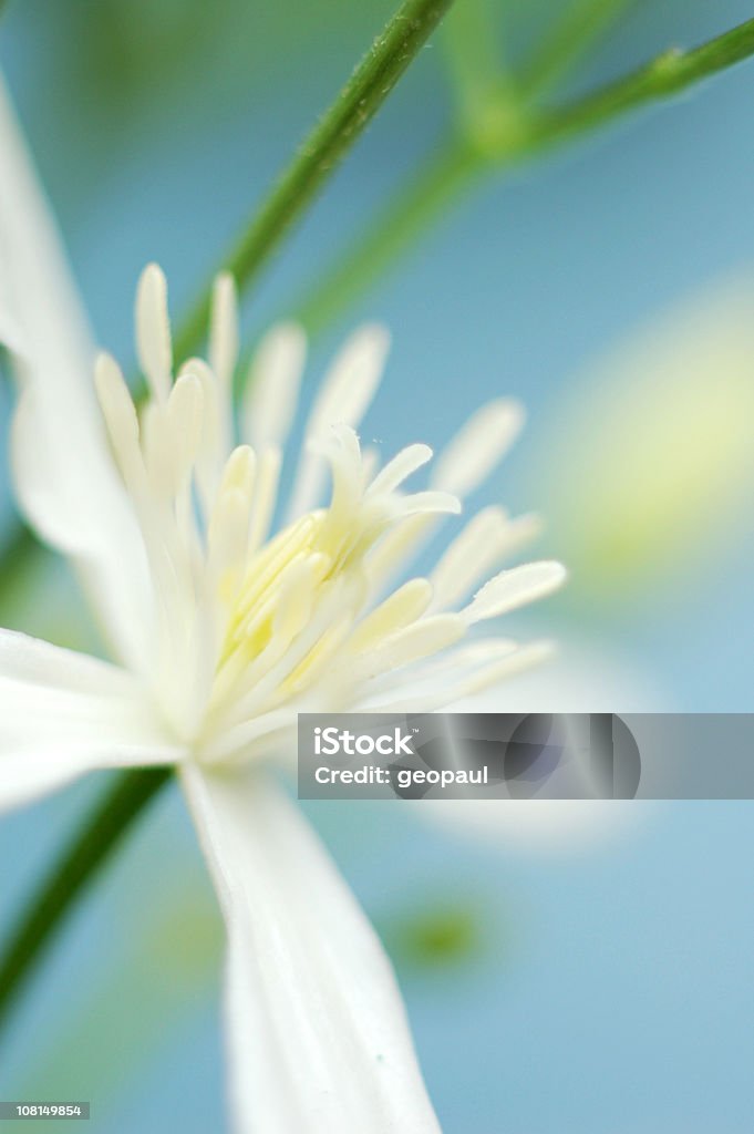 Gros plan de blanc Fleur tropicale - Photo de Abstrait libre de droits