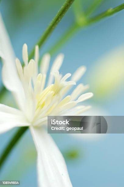 Foto de Closeup Branca Flor Tropical e mais fotos de stock de Abstrato - Abstrato, Beleza natural - Natureza, Branco
