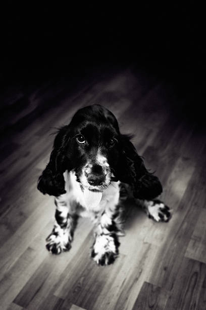 The English Springer Spaniel is a breed of gun dog in the Spaniel group traditionally used for flushing and retrieving game.