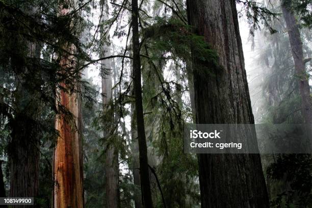 Foto de Nevoeiro De Redwood Forest e mais fotos de stock de Chuva - Chuva, Floresta de sequoias, Alto - Descrição Geral