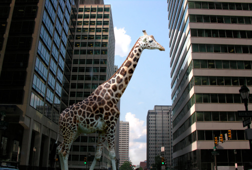 giraffe stands in city street