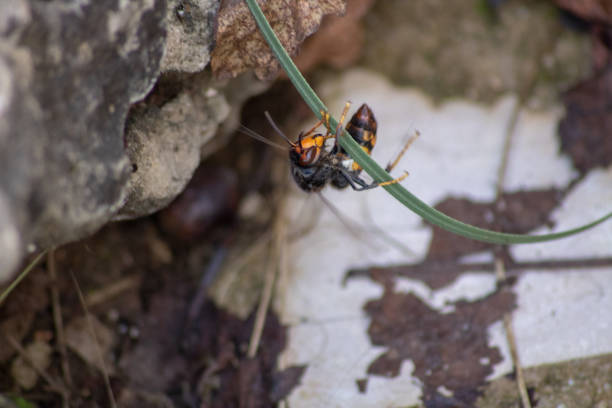 Macro photography