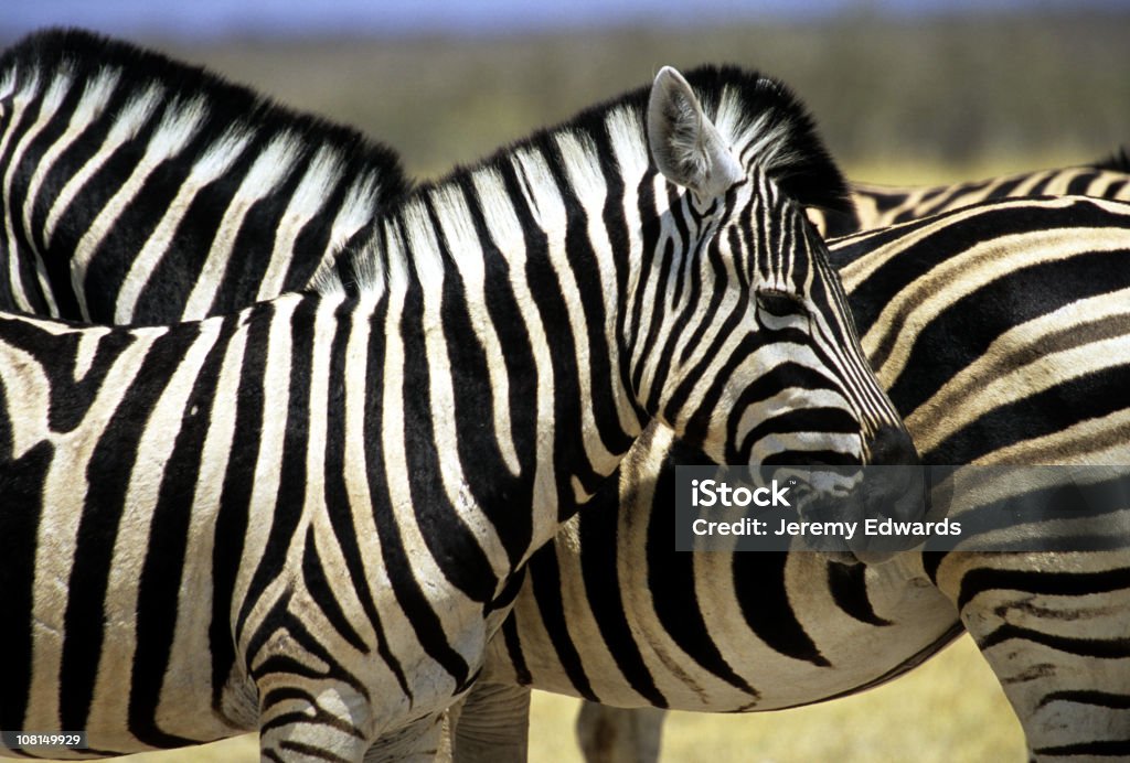 Zebra, Reserva de Moremi Botswana - Royalty-free Reserva natural de Moremi Foto de stock