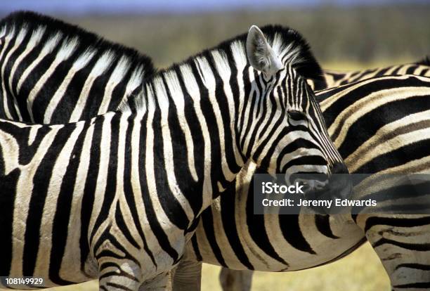 Zebra Reserva De Moremi Botswana - Fotografias de stock e mais imagens de Reserva natural de Moremi - Reserva natural de Moremi, Botsuana, Animal