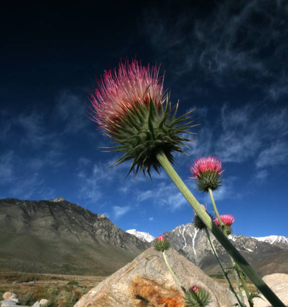 Scotch thistle - Cotton Thistle starting to bloomSee more FLORA images here: