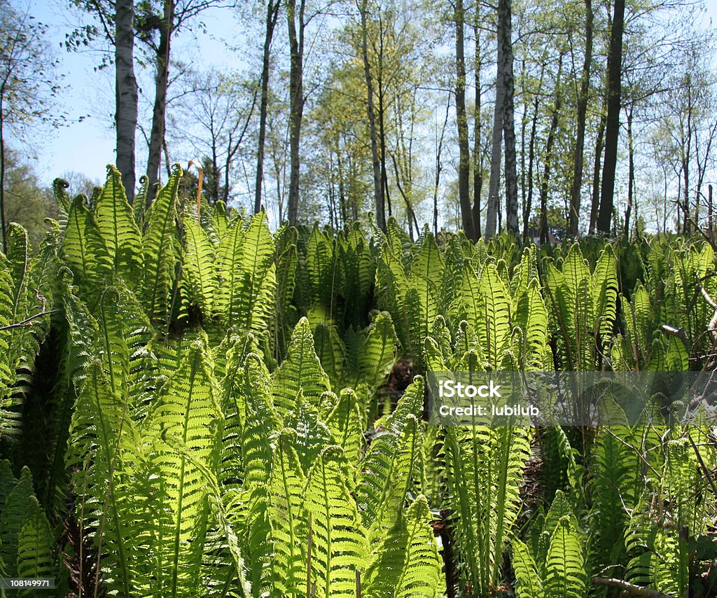 Pole młodego ferns w spring - Zbiór zdjęć royalty-free (Natura)