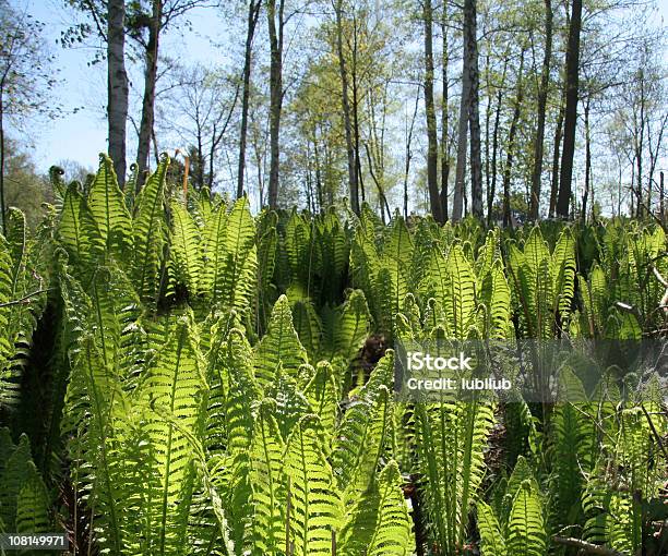 Pole Młodego Ferns W Spring - zdjęcia stockowe i więcej obrazów Natura - Natura, Naturalne środowisko, Wiosna