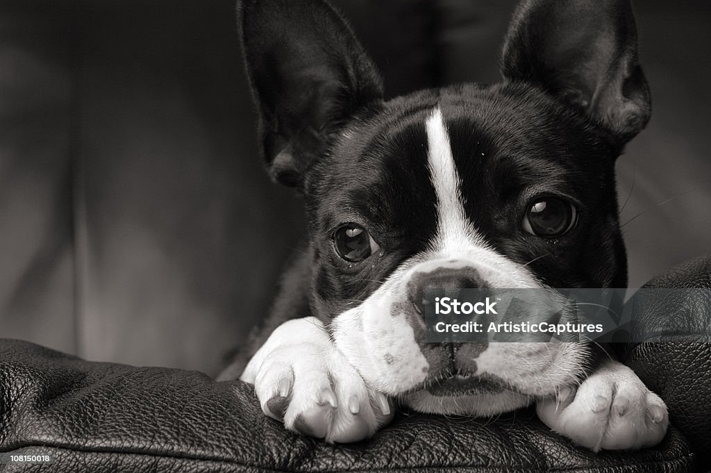Noir & blanc Gros plan de Boston Terrier allongé sur un canapé - Photo de Chien libre de droits