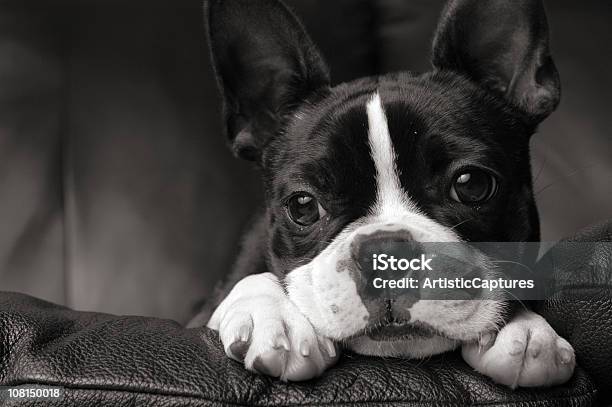 Photo libre de droit de Noir Blanc Gros Plan De Boston Terrier Allongé Sur Un Canapé banque d'images et plus d'images libres de droit de Chien
