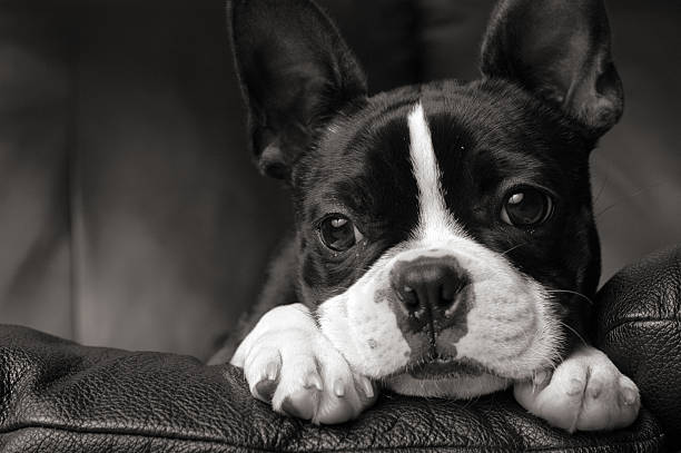 Black & White Close-up of Boston Terrier Lying on Couch stock photo