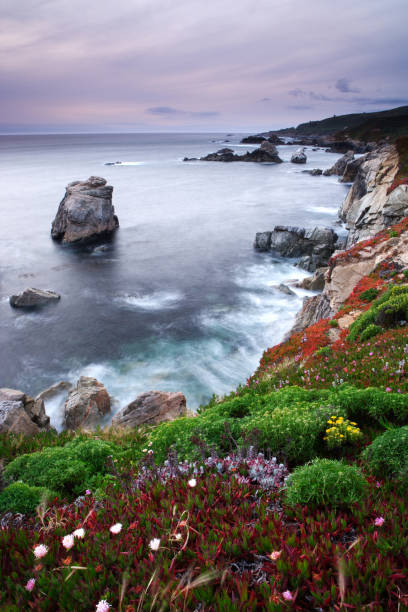 istock Garrapata Shore Coastline and Wildflowers 108150028