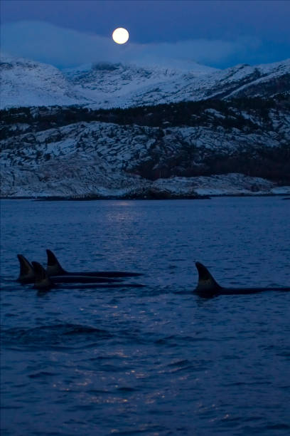 Orca, killer Whale stock photo