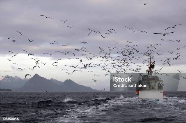 Fishingboat - Fotografias de stock e mais imagens de Gaivota - Gaivota, Traineira, A caminho