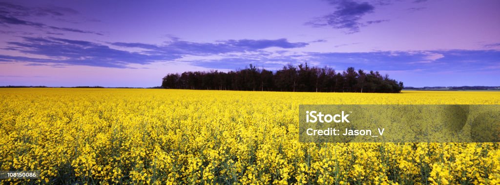 Panoramic Canola campo ao pôr do sol - Foto de stock de Agricultura royalty-free