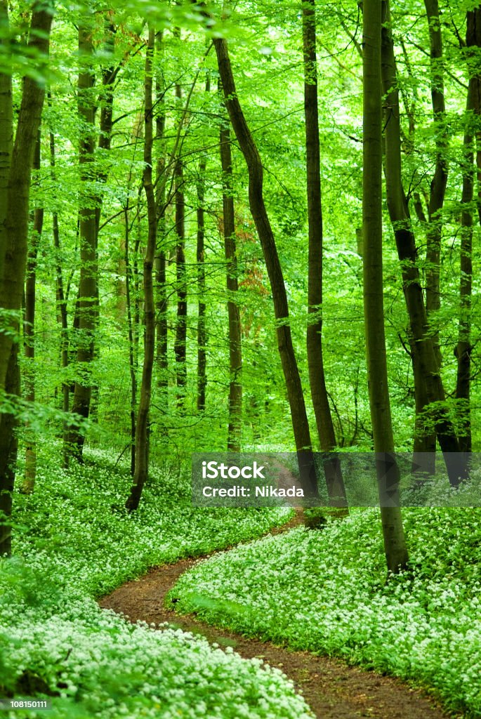 Caminho de floresta exuberante - Foto de stock de Beleza natural - Natureza royalty-free
