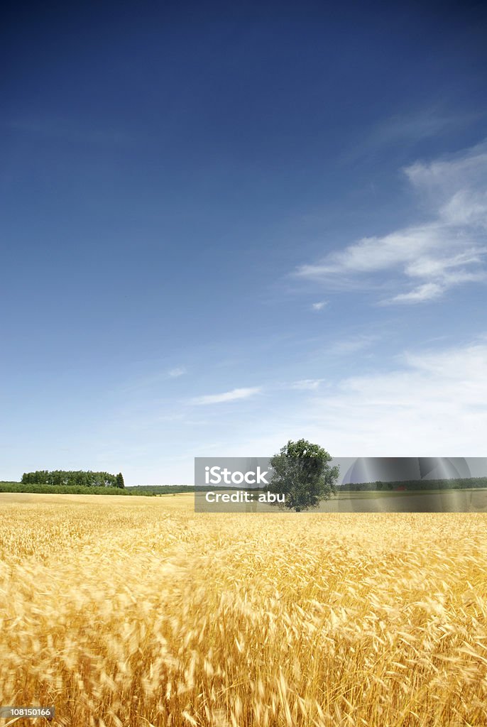 Albero solitario in un campo di grano con cielo blu - Foto stock royalty-free di Vento
