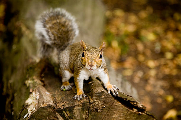 Squirrel on Log stock photo