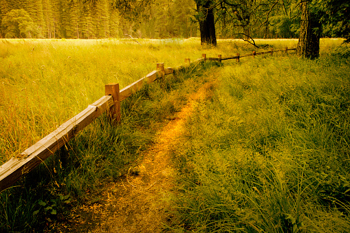Spring path with green grass. Close-up. Nature.
