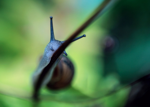 small snail on the leaf