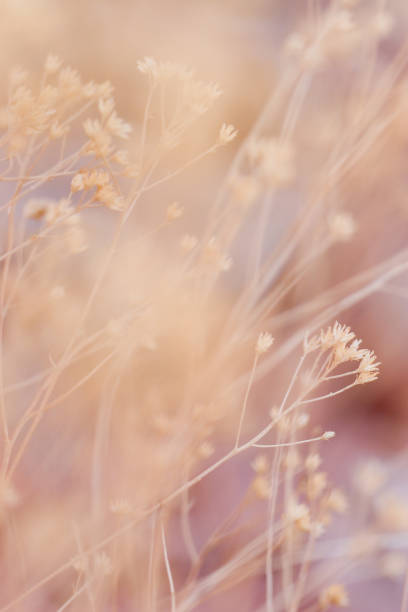 Plants with a warm, soft look.  Great for a background.