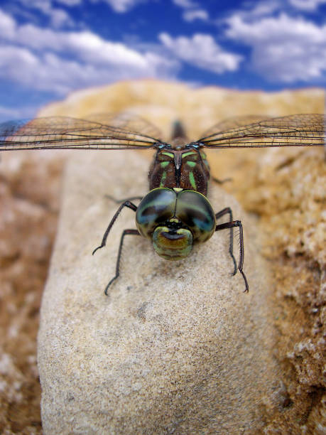 Dragon fly on a branch
