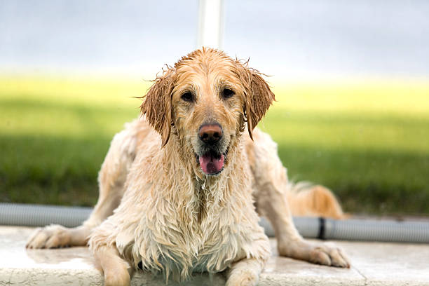 istock Wet Golden Retriever on Deck 108150429