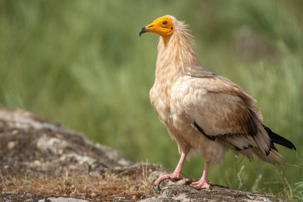 istock Egyptian Vulture (Neophron percnopterus), spain, portrait perched on rocks 1081504310