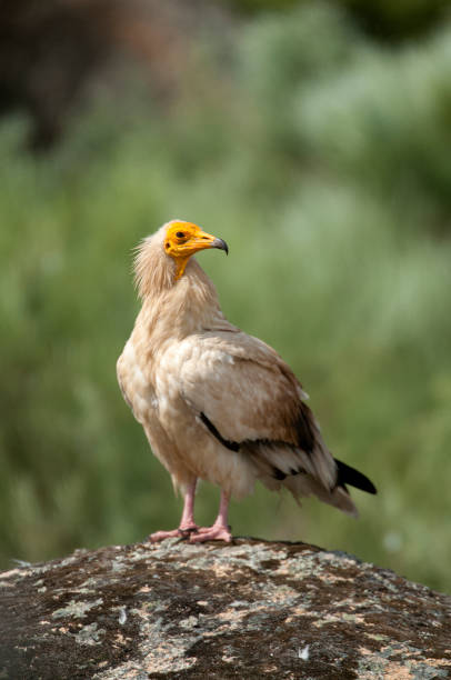 istock Egyptian Vulture (Neophron percnopterus), spain, portrait perched on rocks 1081504364