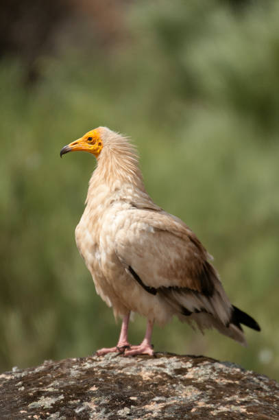 istock Egyptian Vulture (Neophron percnopterus), spain, portrait perched on rocks 1081504418
