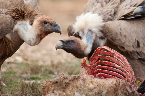 Griffon Vulture (Gyps fulvus) eating carrion, bones and meat stock photo