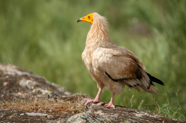 istock Egyptian Vulture (Neophron percnopterus), spain, portrait perched on rocks 1081505052