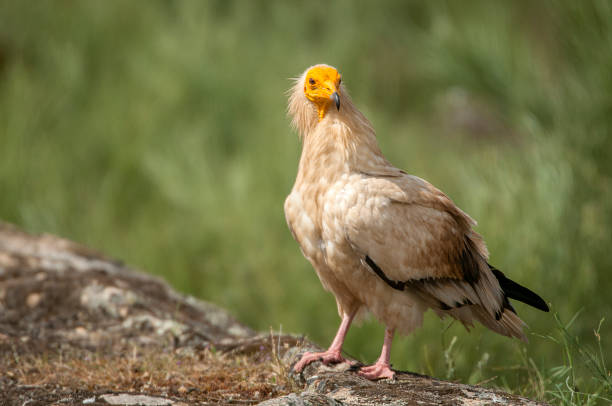 istock Egyptian Vulture (Neophron percnopterus), spain, portrait perched on rocks 1081505072