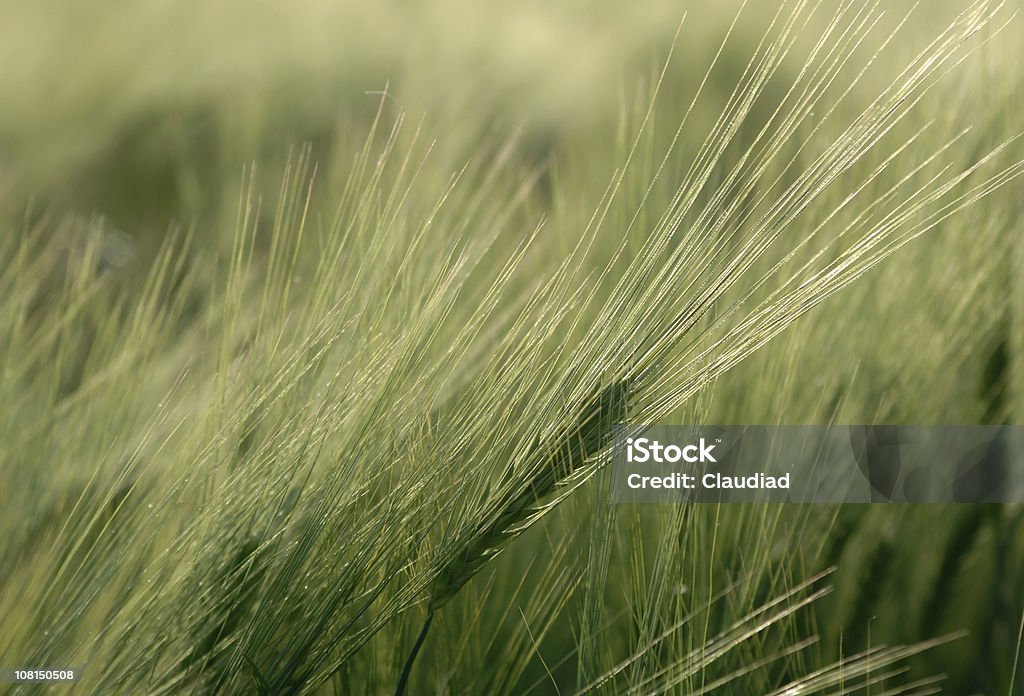 Gros plan de blé dans le champ - Photo de Agriculture libre de droits