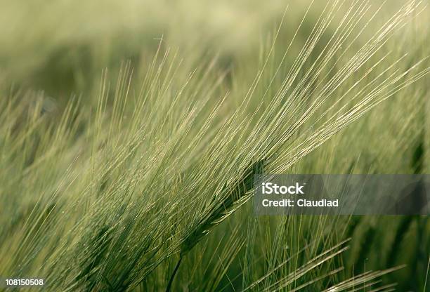 Photo libre de droit de Gros Plan De Blé Dans Le Champ banque d'images et plus d'images libres de droit de Agriculture - Agriculture, Blé, Couleur verte