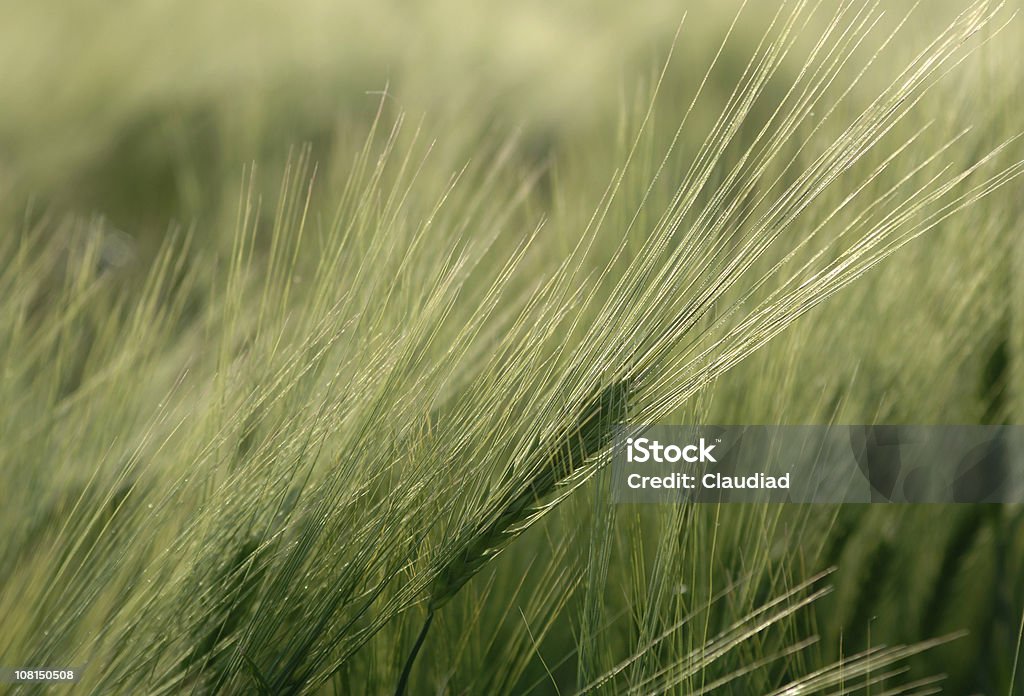 Zbliżenie pszenicy w polu - Zbiór zdjęć royalty-free (Bez ludzi)
