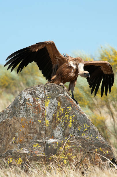 istock Griffon Vulture (Gyps fulvus) with open wings, flying scavenger birds 1081505718
