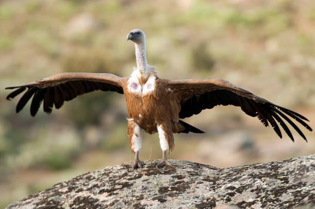 istock Griffon Vulture (Gyps fulvus) with open wings, flying scavenger birds 1081505880