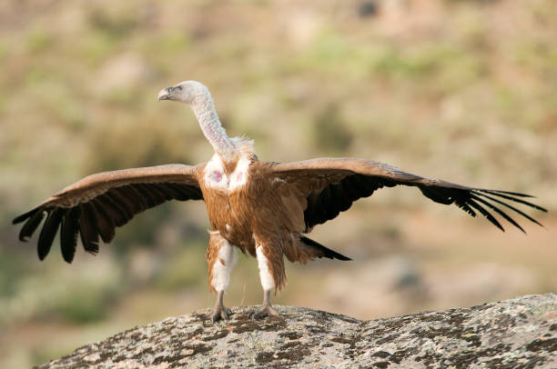 istock Griffon Vulture (Gyps fulvus) with open wings, flying scavenger birds 1081505902