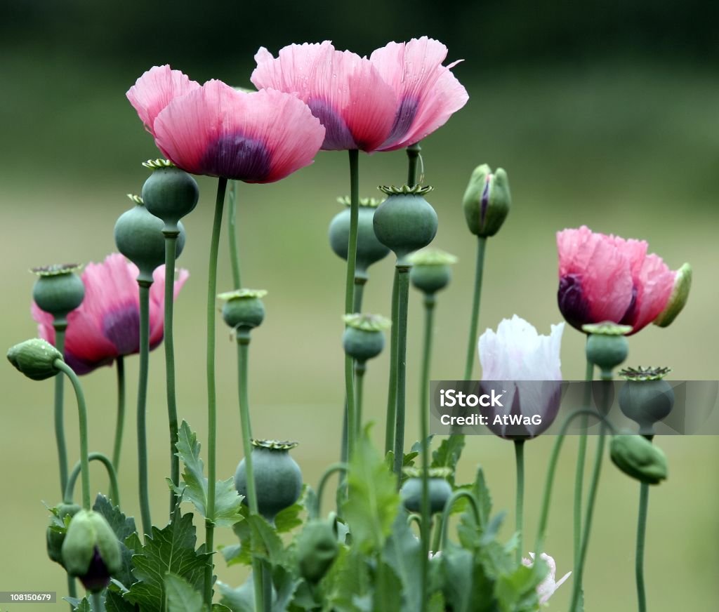 Bloomed y sin abrir y flores de amapola - Foto de stock de Adormidera libre de derechos