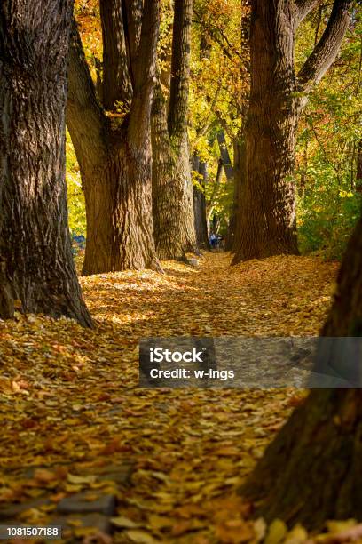 Weg Im Herst Pappel Allee In Regensburg Germany Stock Photo - Download Image Now - Autumn, Backgrounds, Bavaria