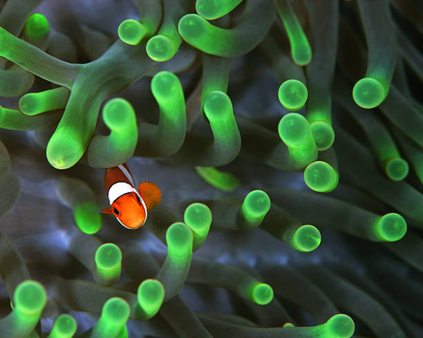 istock A clown fish amongst glowing green anemones 108150738