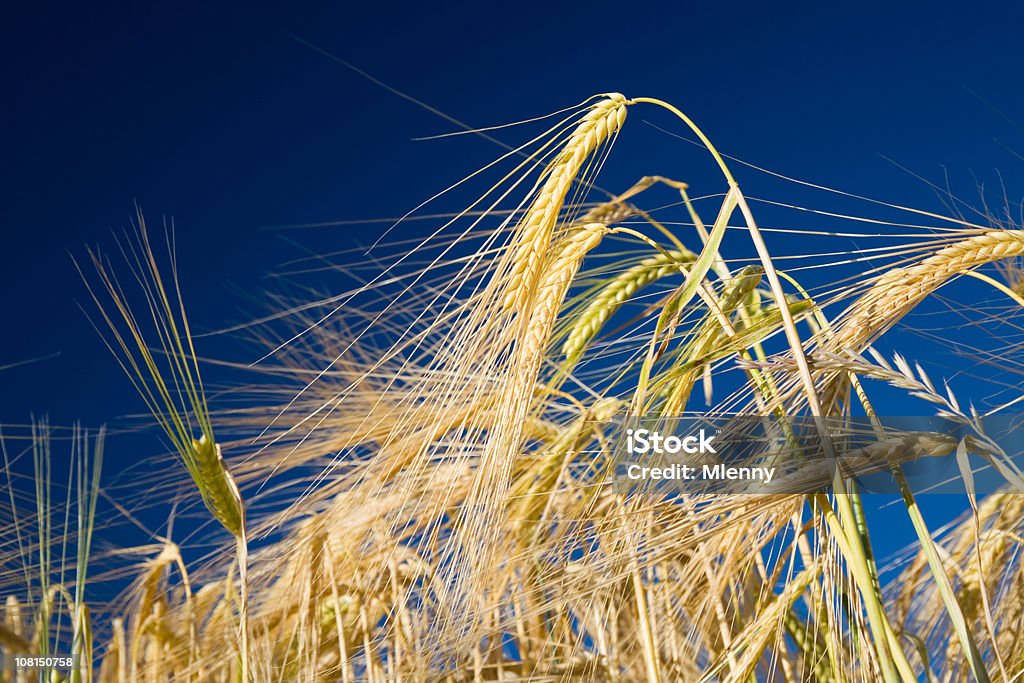 Trigo campo verano - Foto de stock de Agricultura libre de derechos