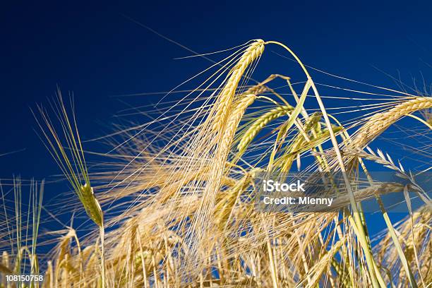 Trigo Campo Verano Foto de stock y más banco de imágenes de Agricultura - Agricultura, Aire libre, Amarillo - Color
