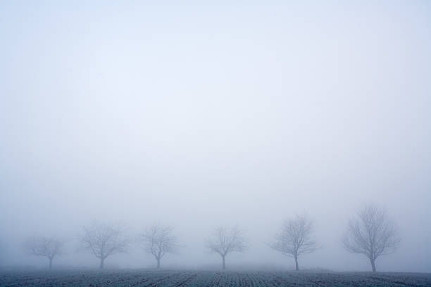 Tranquil view of tree on field in foggy weather. Scenic view of agricultural land against sky. Beautiful view of nature at dusk.