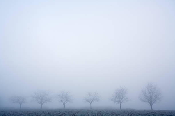 row of trees and fog stock photo