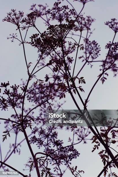 Silueta De Ramas De Flores De Flor Abriéndose Foto de stock y más banco de imágenes de Aire libre - Aire libre, Botánica, Cielo despejado