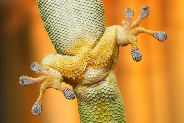 Close-up view of gecko feet clinging on glass stock photo