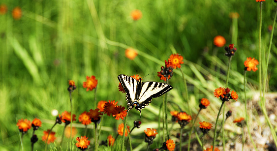 Butterfly sitting on orange wildflowers in the meadow.